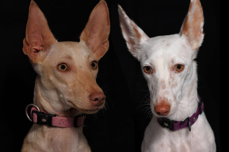 Podenco Andaluz Historia Y Caracter sticas De La Raza